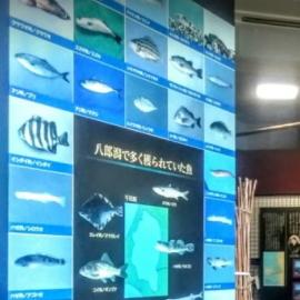 壁面に様々な魚の姿が展示されているボードの写真